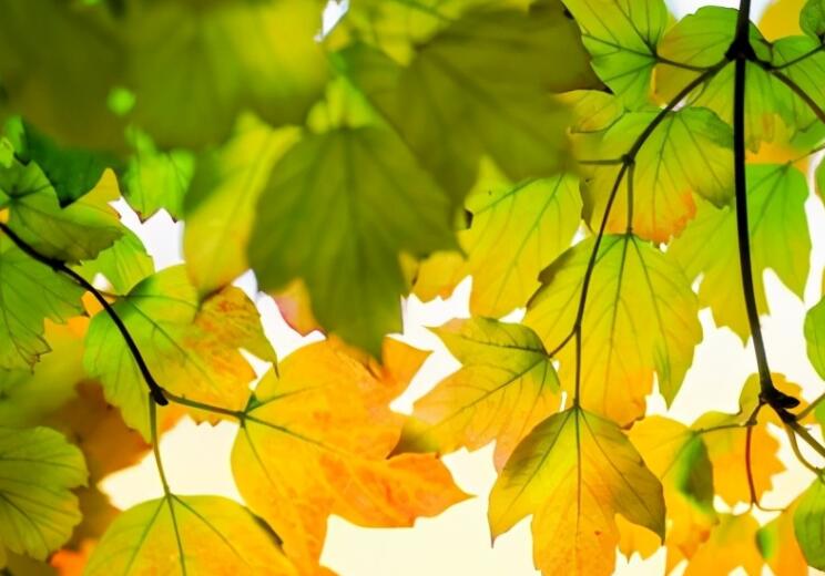 女人善良的说说句子文案