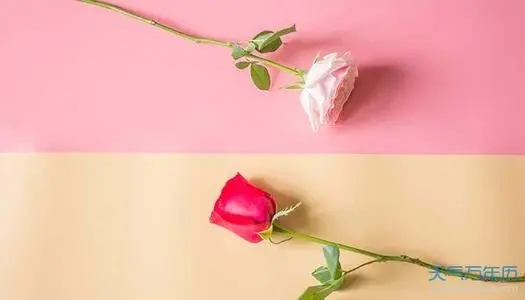 发朋友圈野花的句子文案