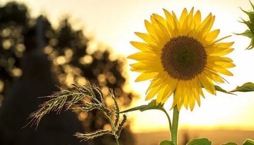 女生阳光唯美简短语录文案