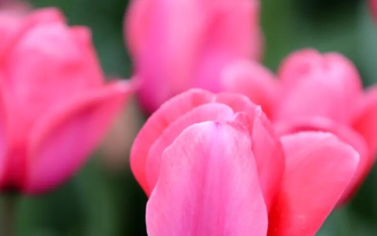 描写春天郁金香的优美句子文案