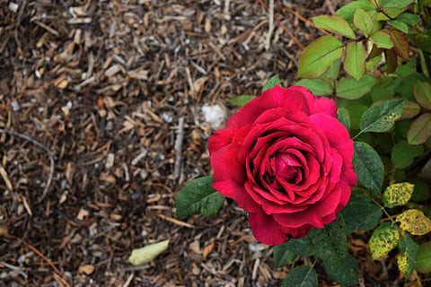 没有如果英文句子文案有哪些