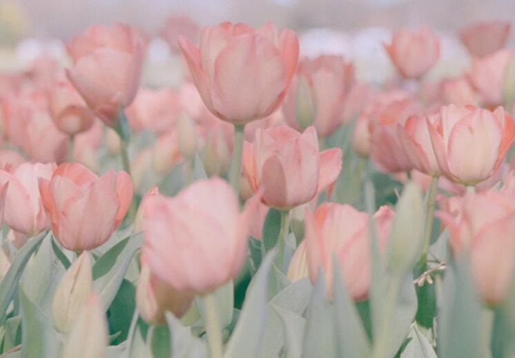 关于春节的短句