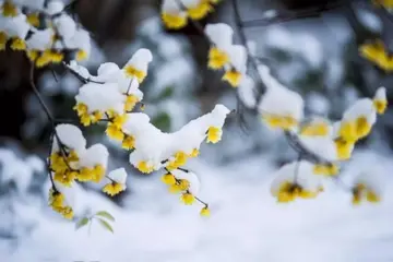春雪美景说说文案