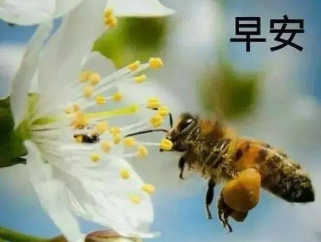 春天早安祝福短句