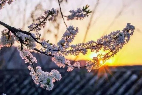 春天语录文案朋友圈