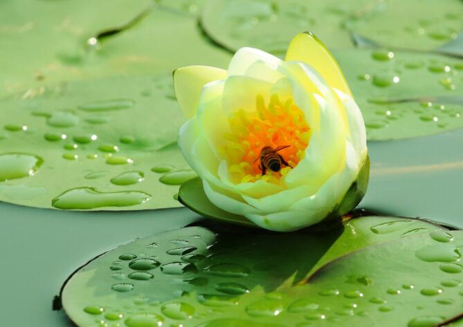 夏日里的清凉美句