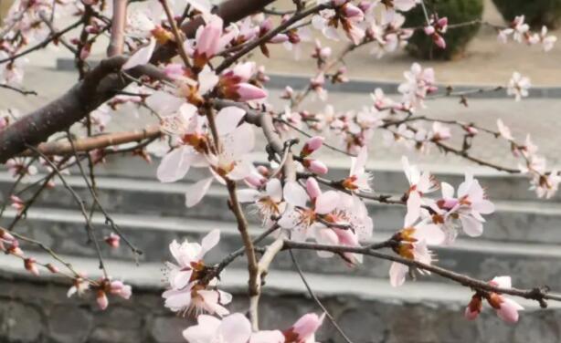 形容落花的诗句文案