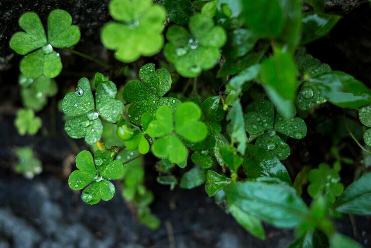 描写春雨滋润万物的句子文案