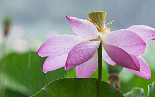 夏雨写一段句子文案一年级