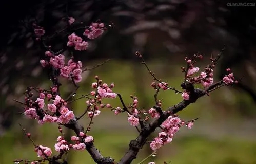 描写梅花如自己的心情的短句