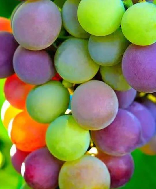 发朋友圈葡萄的说说文案