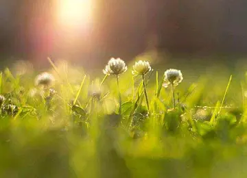 淡然面对生活的句子文案