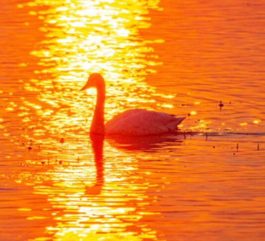 描写天鹅的优美句子文案