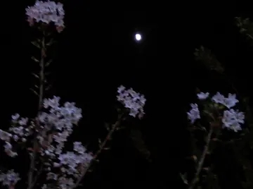 花和夜景的优美句子文案