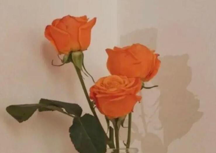 名著里的经典情话文案