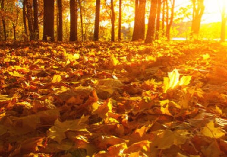 秋天的赞美心情说说文案