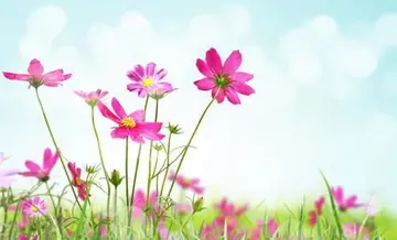 清晨早安正能量简单一句话