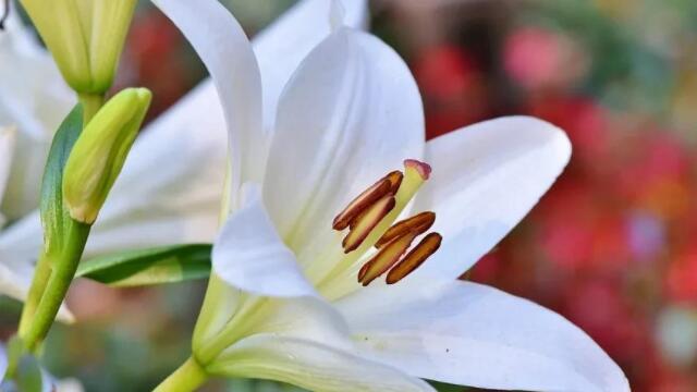 形容百合花的唯美句子文案