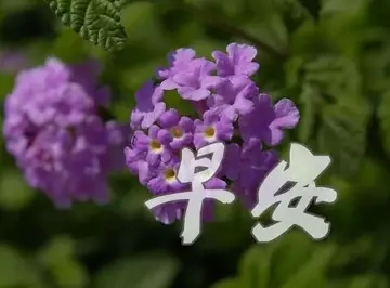 上班族正能量早安语录文案