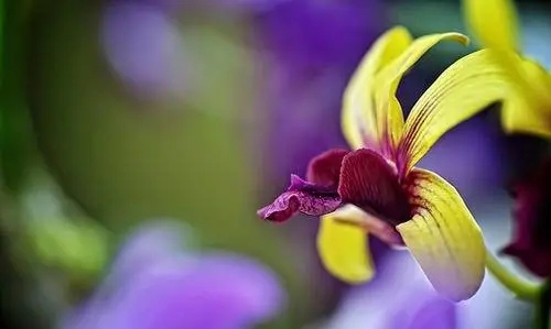 形容闻到花香的句子文案