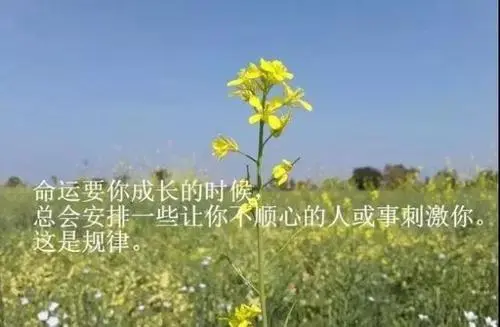 写给70后女人精辟的话