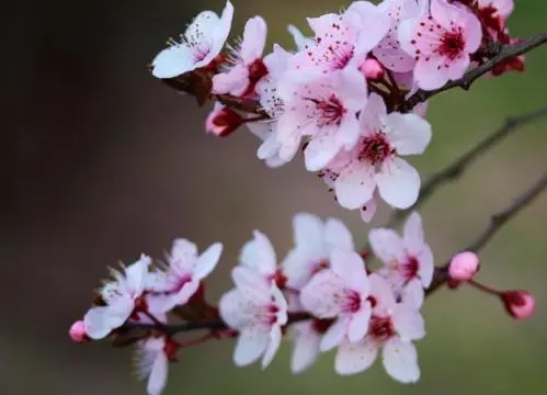 描写桃花的优美句子文案50字左右