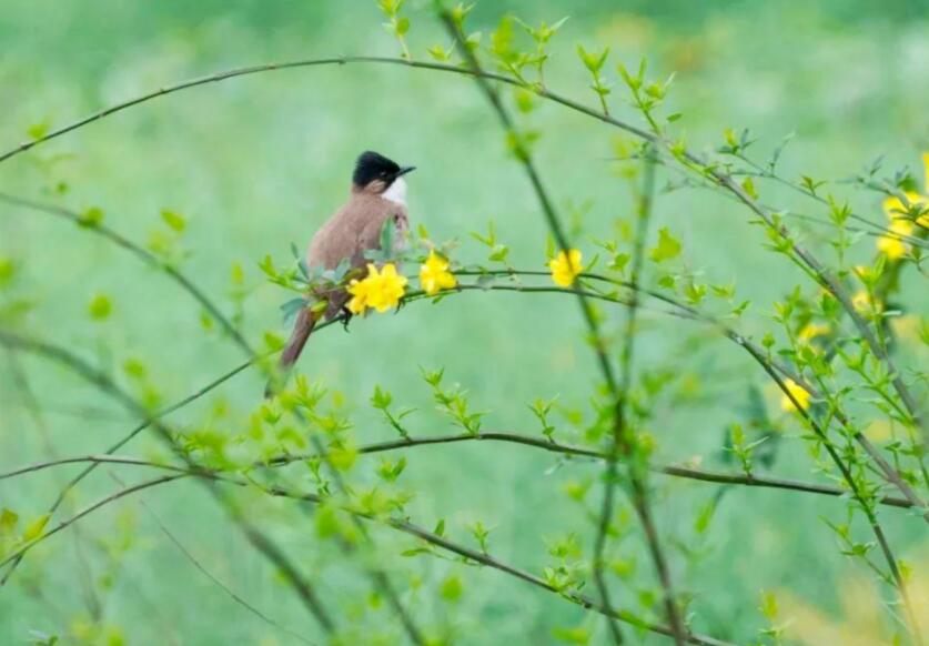 惊蛰的四句古诗
