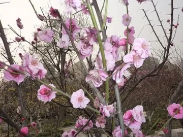 晚上花开的很美句子文案