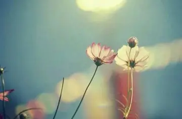 青春奋斗的金句