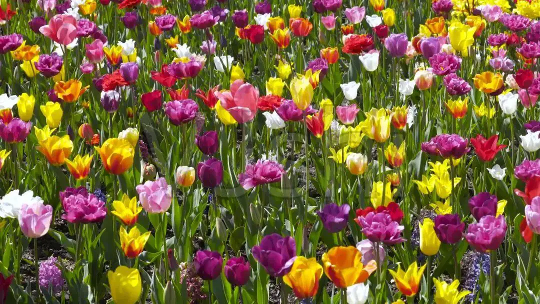 手帐短句萌萌哒