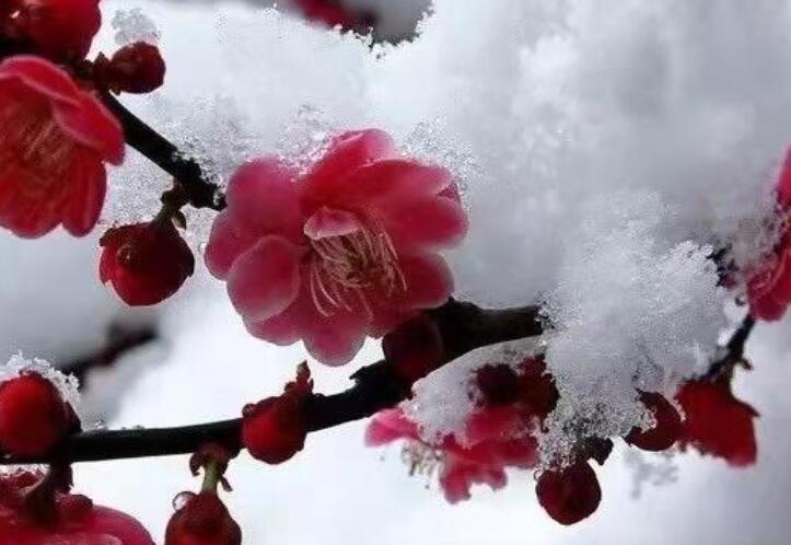 教书育人的名言警句