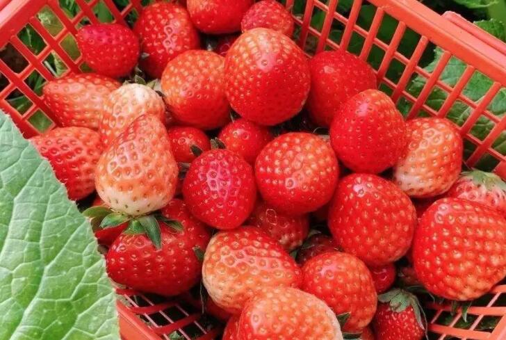 周末采摘草莓心情短语