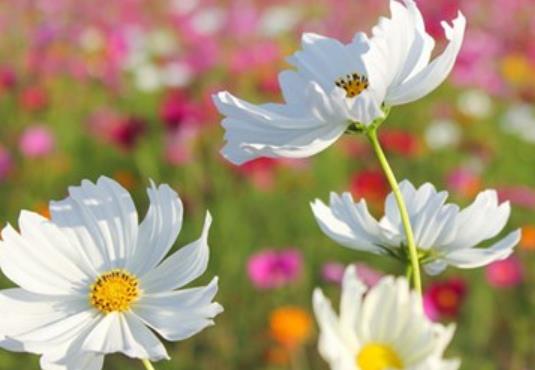 关于姑娘的说说文案