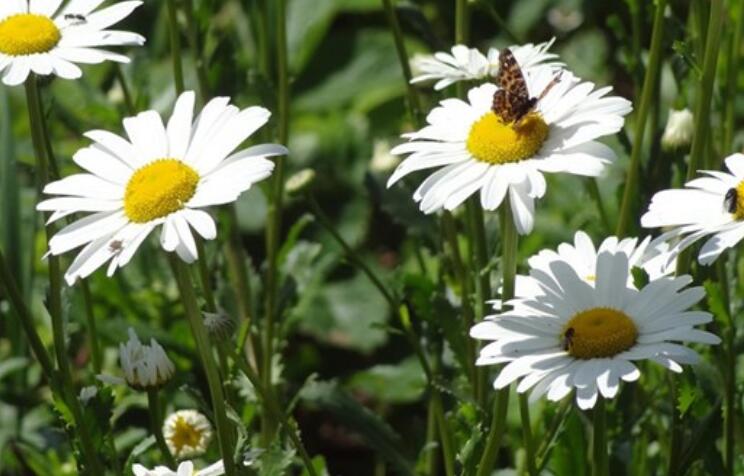 高挑气质美女的句子文案