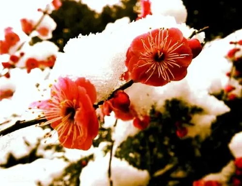 关于梅花的情感语录文案