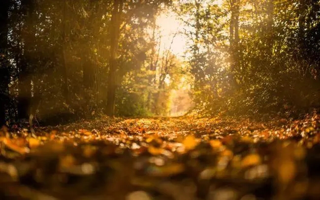 有关于森林的诗句文案