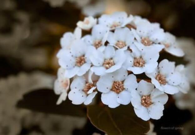 关于粉色的心情句子文案