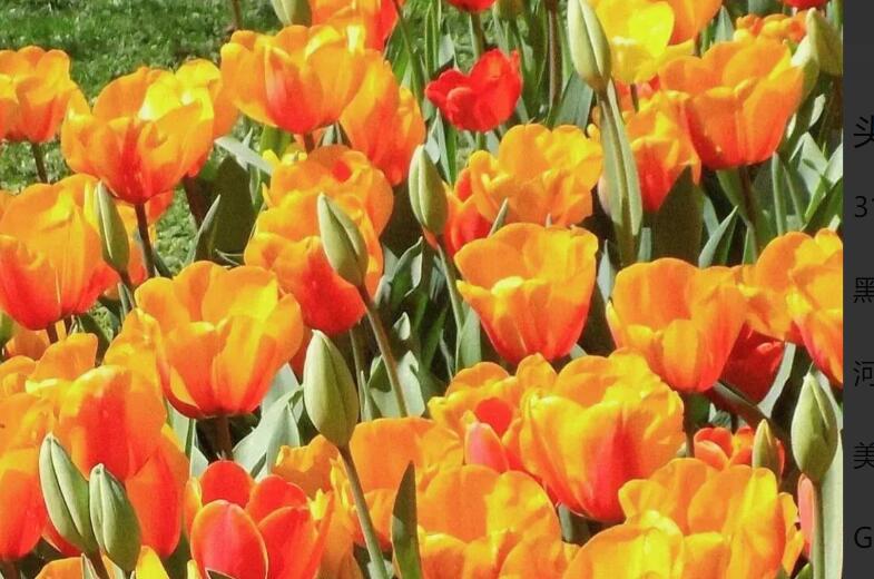 40岁女人最适合的说说文案