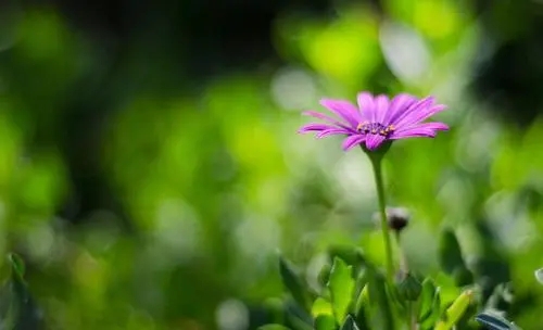 描写春天的精彩句子文案大全