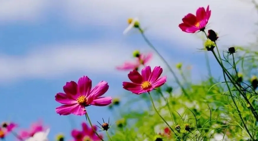 描写花的句子文案