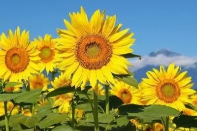 十个字的励志句子文案