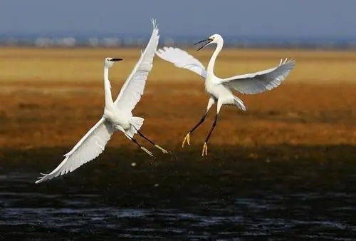 用一句话形容白鹭的美