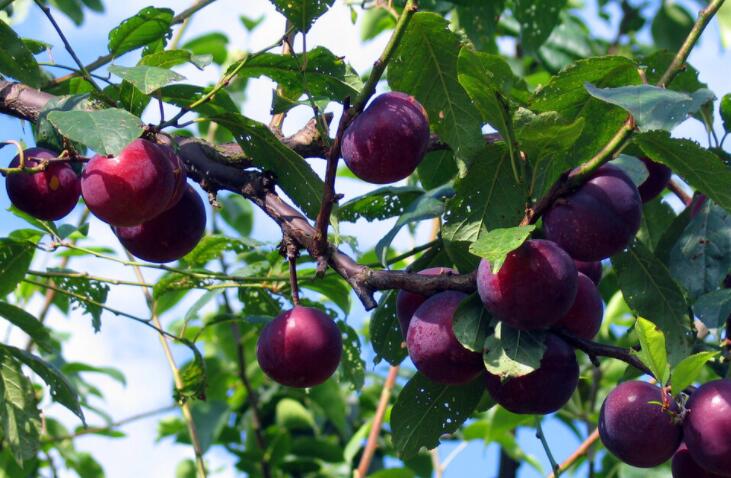 关于尊师的句子文案