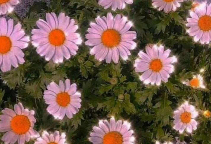 一生为一人的签名表达