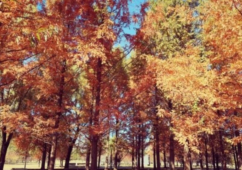 描写秋天水杉树的诗句文案