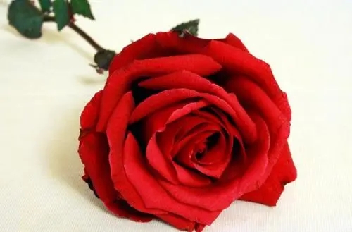 玫瑰带刺金典语录文案