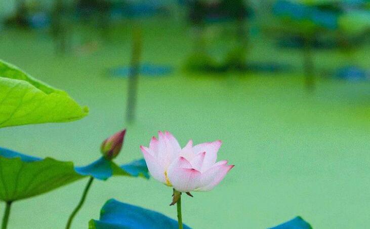 夏天荷花的小清新文案