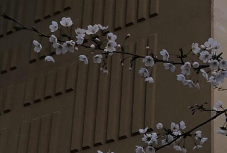 恋恋不舍的句子文案