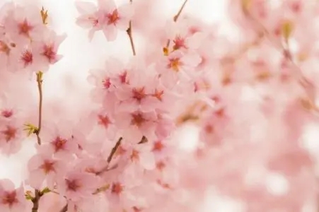 关于樱花个人心情说说文案