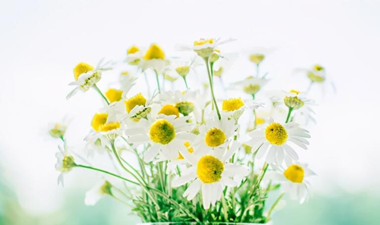 夏天问候早安的简短句子文案